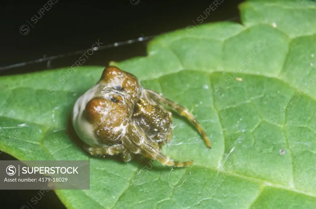 Mimicry: Bola Spider (Mastophora bisaccata) resembles bird dropping when at rest, S. USA