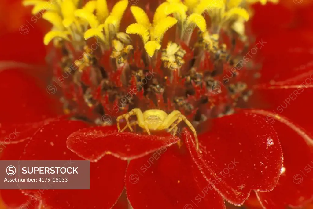 Goldenrod Crab Spider (Misumena vatia) on Zinnia flower