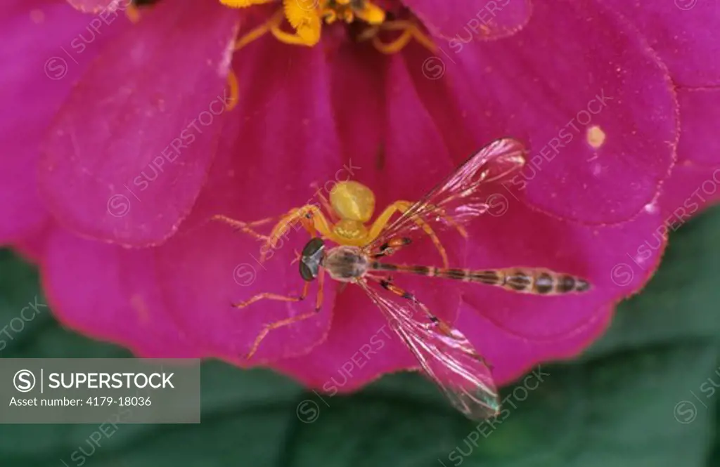 Flower Crab Spider with Fly Prey, Family: Thomisidae