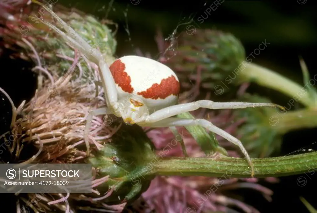 Goldenrod Spider aka Flower or Red-Spotted Crab Spider (Misumena vatia) N Lower MI