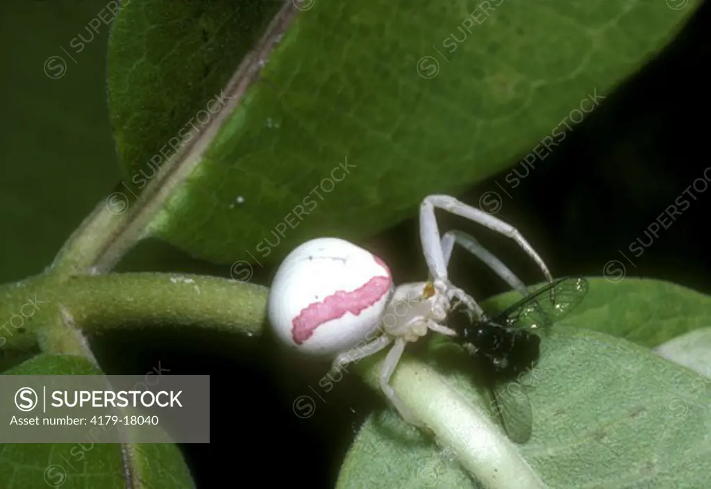 Crab Spider aka Goldenrod Spider (Misumena vatia), MI