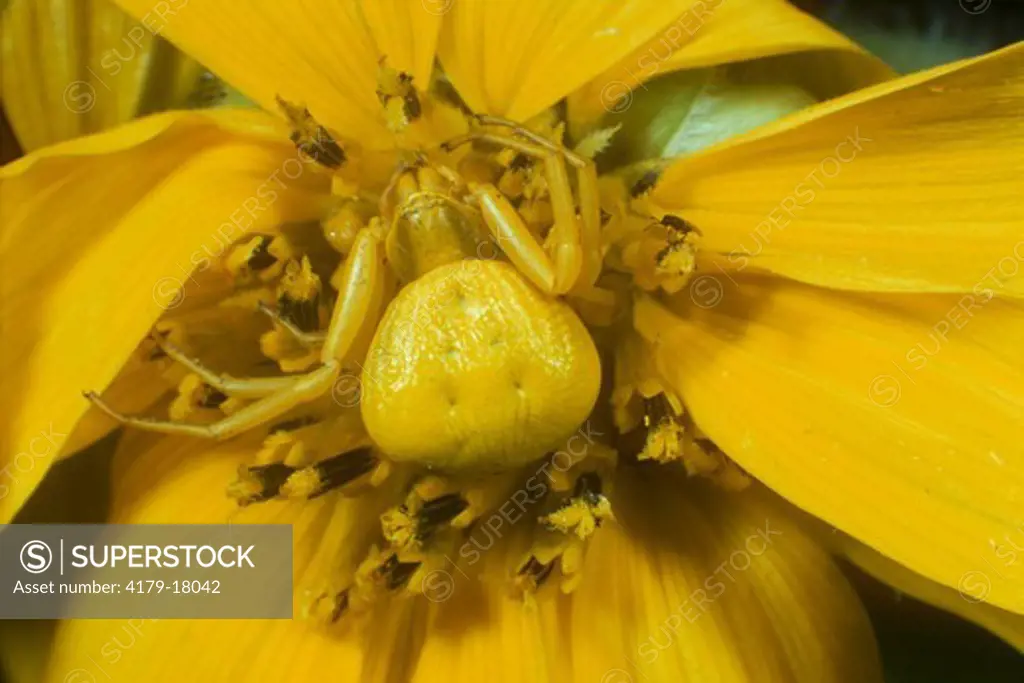 Yellow Crab Spider (Misumena vatia), range: throughout E.and Central USA to Canada