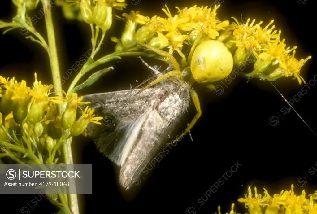 Goldenrod Crab Spider  (Misumena vatia) With Moth Prey on Goldenrod J