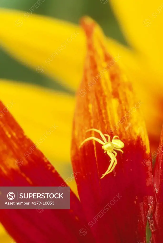 Crab Spider on Petal of Flower
