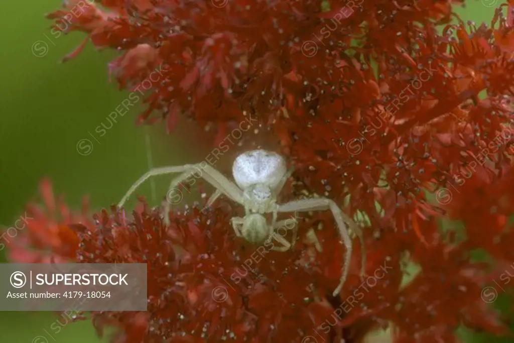 Crab Spider eating another (Misumena vatia) on Astilbe, cannibalism, Bakersfield, CA