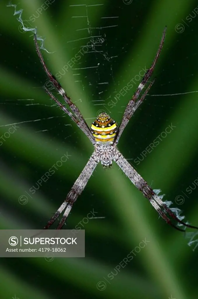 St. Andrew's Cross Spider (Argiope keyserlingi) suspended in Centre of Web  Cairns Botanical Gardens, Queensland, Australia  Winter