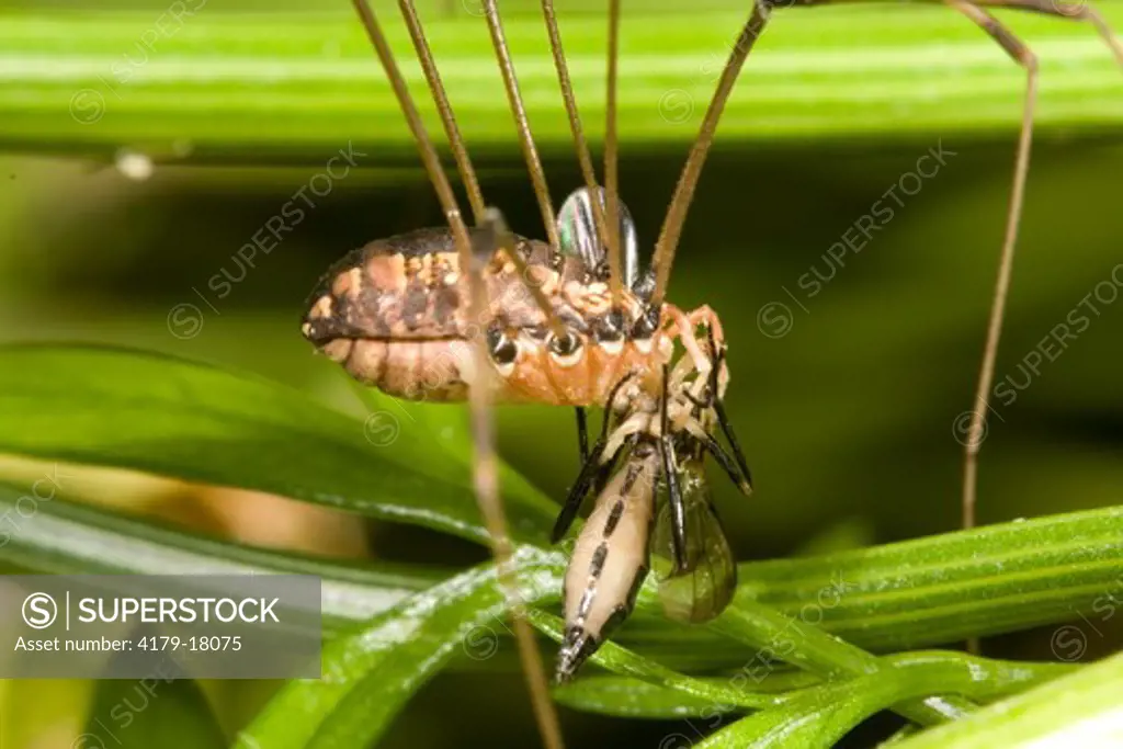 Daddy-long-legs with captured fly (Phalangiidae) Ithaca, NY