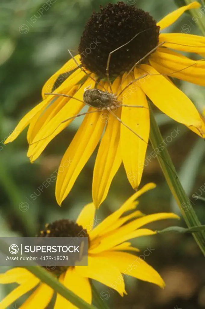 Daddy-Longlegs aka Harvestman on Rudbeckia 'Goldsturm', beneficial Spider
