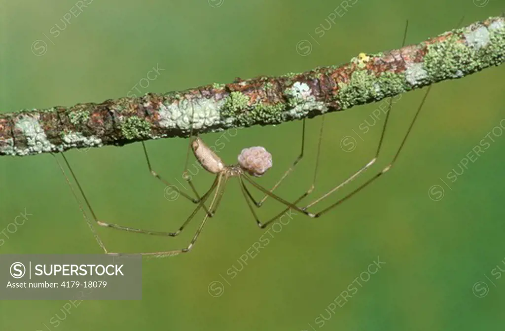 Daddy Long Legs carrying Eggs (Pholcidea) #2, South Africa