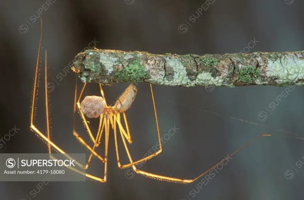 Daddy Long Legs carrying Eggs (Pholcidea) #2, South Africa