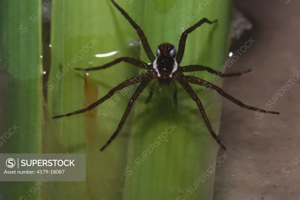6-spotted Fishing Spider (Dolomedes triton), Florida feeling Water to sense Prey