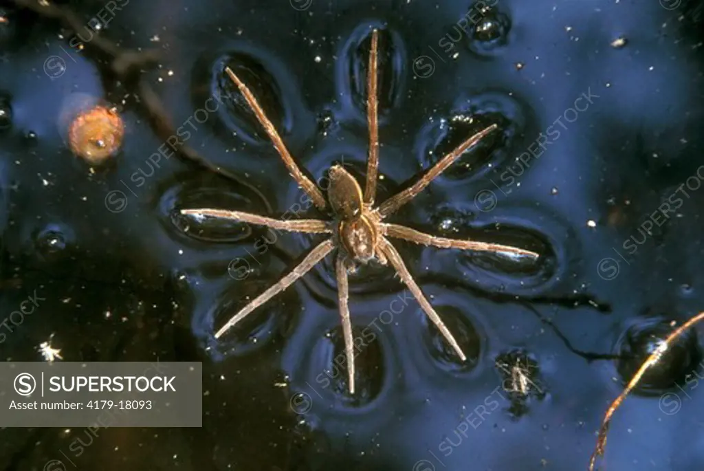 Fishing Spider  (Dolomedes) On Water Surface Tension Blackbird SF/Delaware