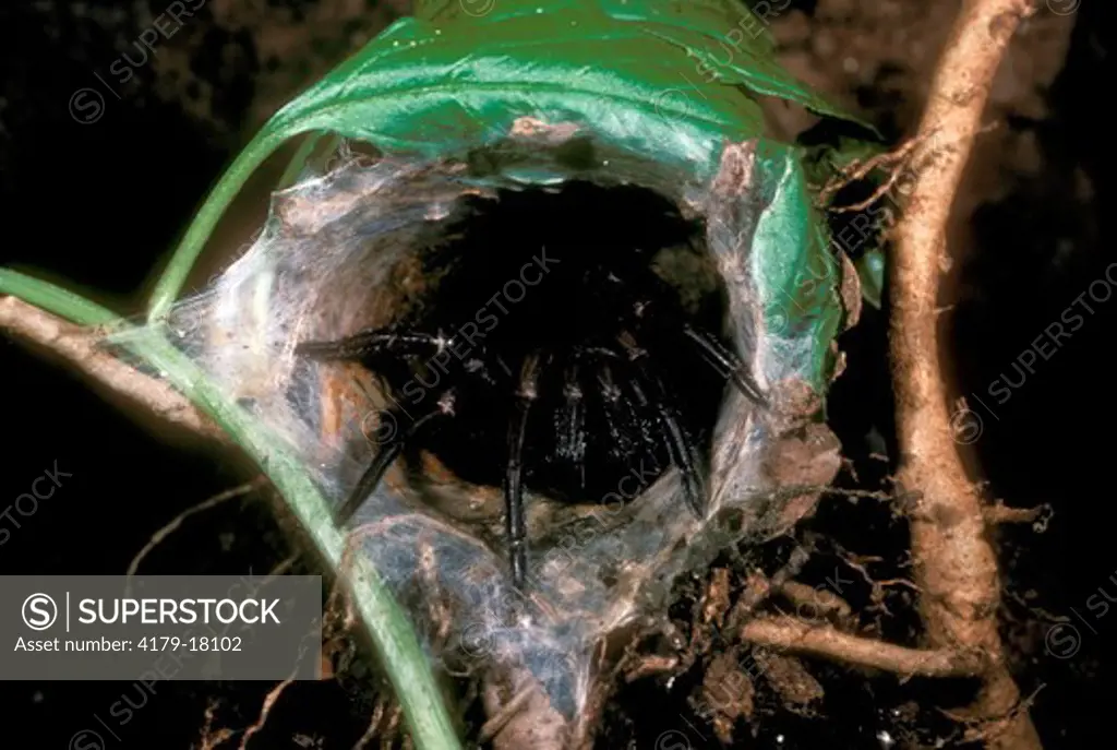 Funnel web Spider in silk lined tube (Atrax robustus) highly poisonous Australia Lamington NP Queensland