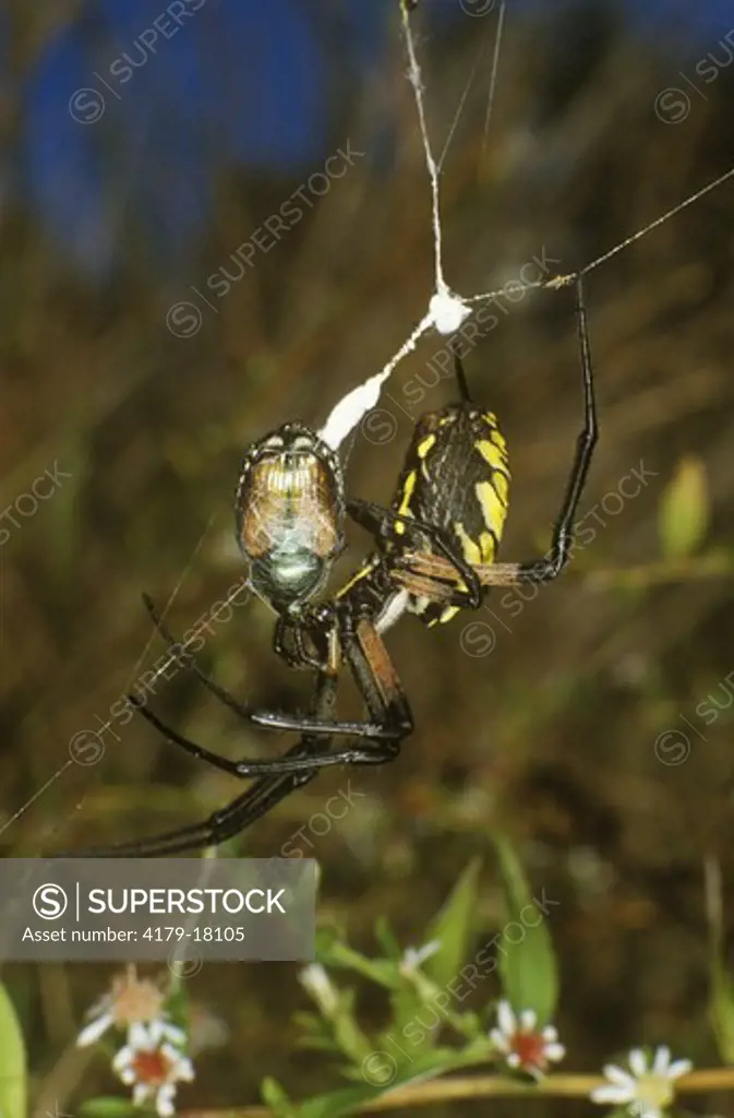 Garden Spider (Black & Yellow Argiope) feeding on  Japanese Beetle