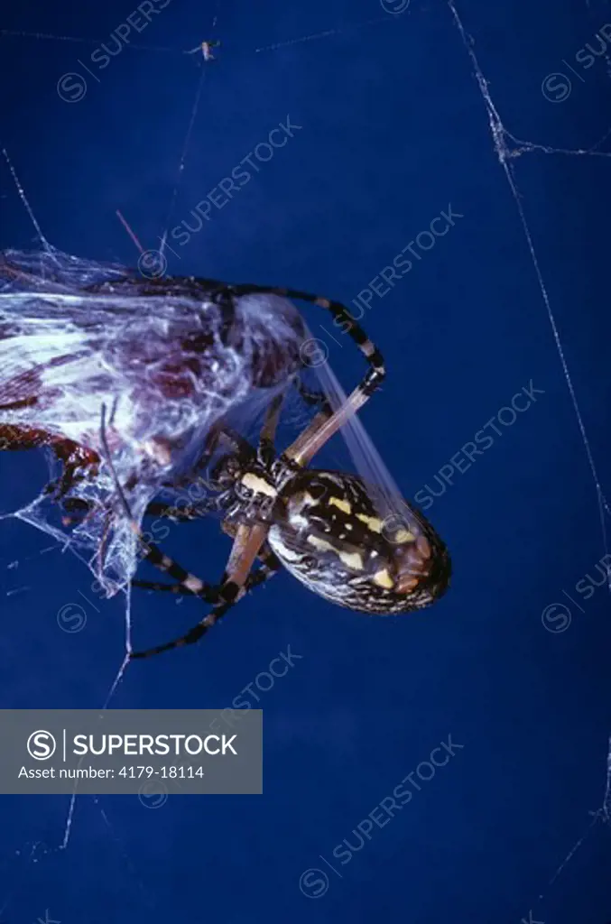 Garden Spider (Argiope aurantia) emits band of silk from spinnerets to wrap prey
