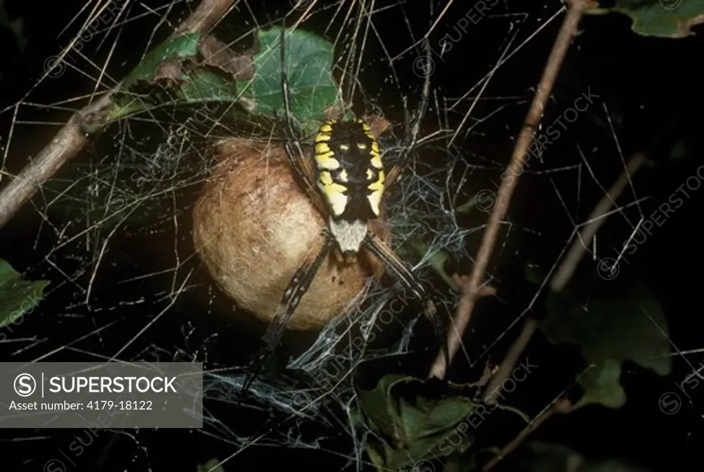 Golden Garden Spider with Egg Cocoon (Argiope riperia) Ithaca, NY