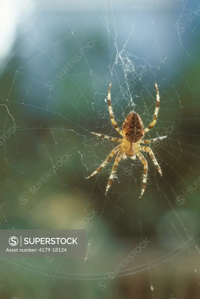 Garden Spider Female (Araneus diadematus), common in Summer & Fall, web, eight legs