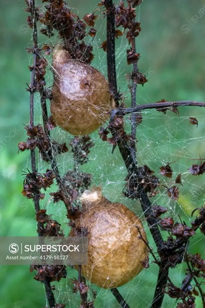Garden Spider eggs; Argiope aurantia; egg case; Pennsylvania, Boyds Mills