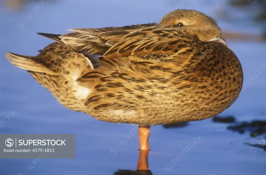 Mallard Duck female resting (Anas platyrhynchos) Santa Barbara - California