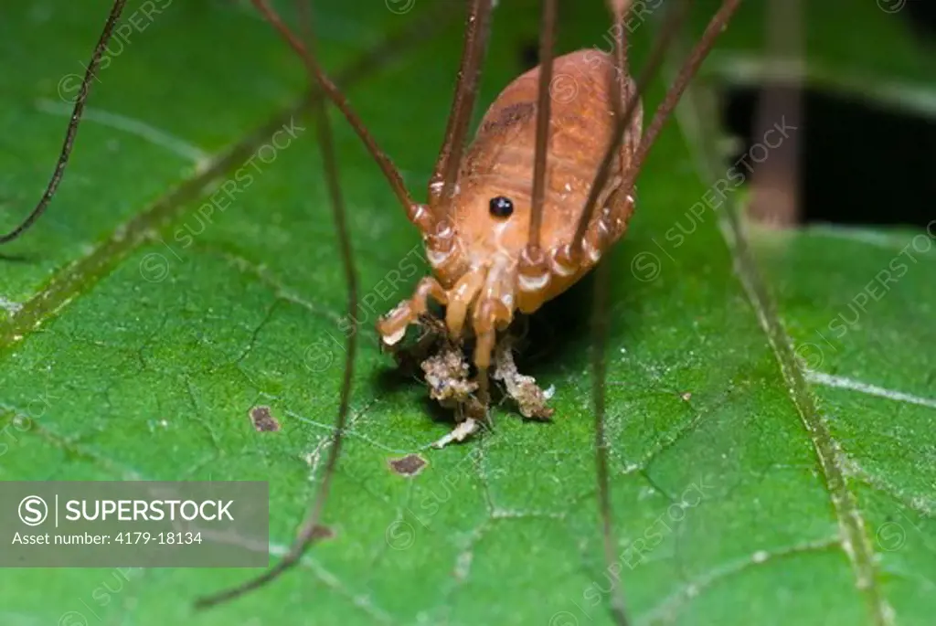 Harvestman or Daddy Long-legs feeding, South Mountains Camp Ground, NC