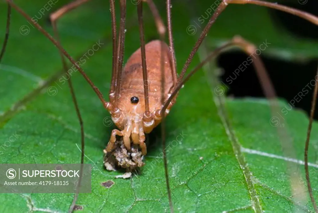 Harvestman or Daddy Long-legs feeding, South Mountains Camp Ground, NC