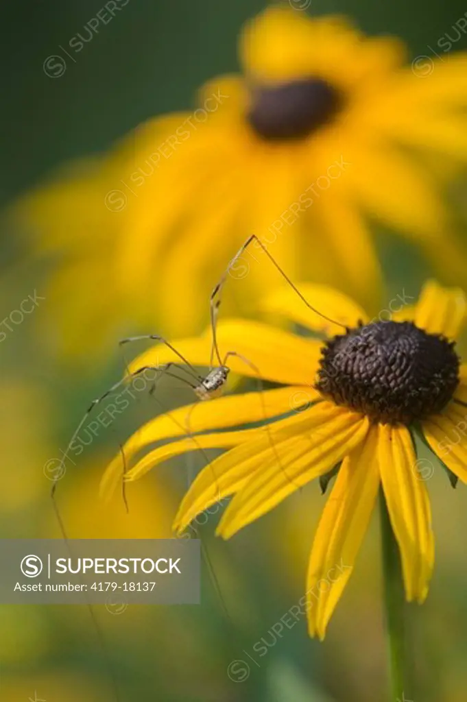 Harvestman Spider on Black Eyed Susan in Garden