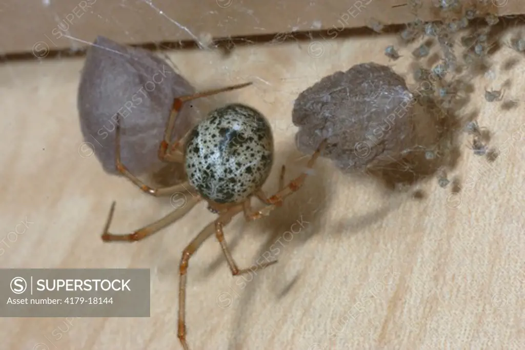 Common House Spider (Achaearanea tepidariorum (C.L. Koch)) with eggs and young in kitchen cabinet