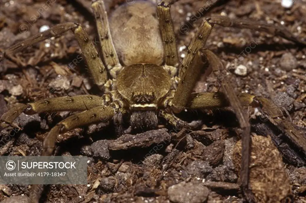 Huntsman Spider (Heteropoda venatoria) Louisiana USA