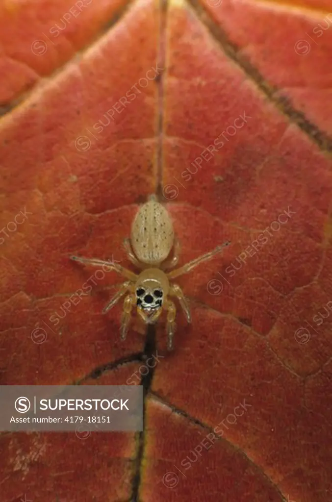 Female Jumping Spider (Thiodina sylvana)