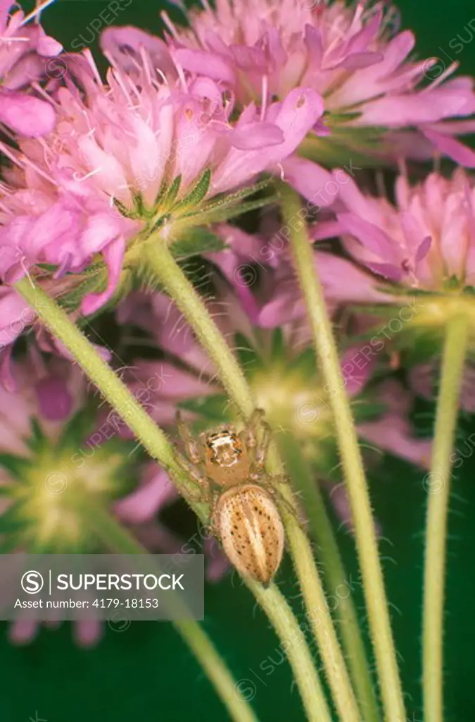 Female Jumping Spider (Thiodina sp.)