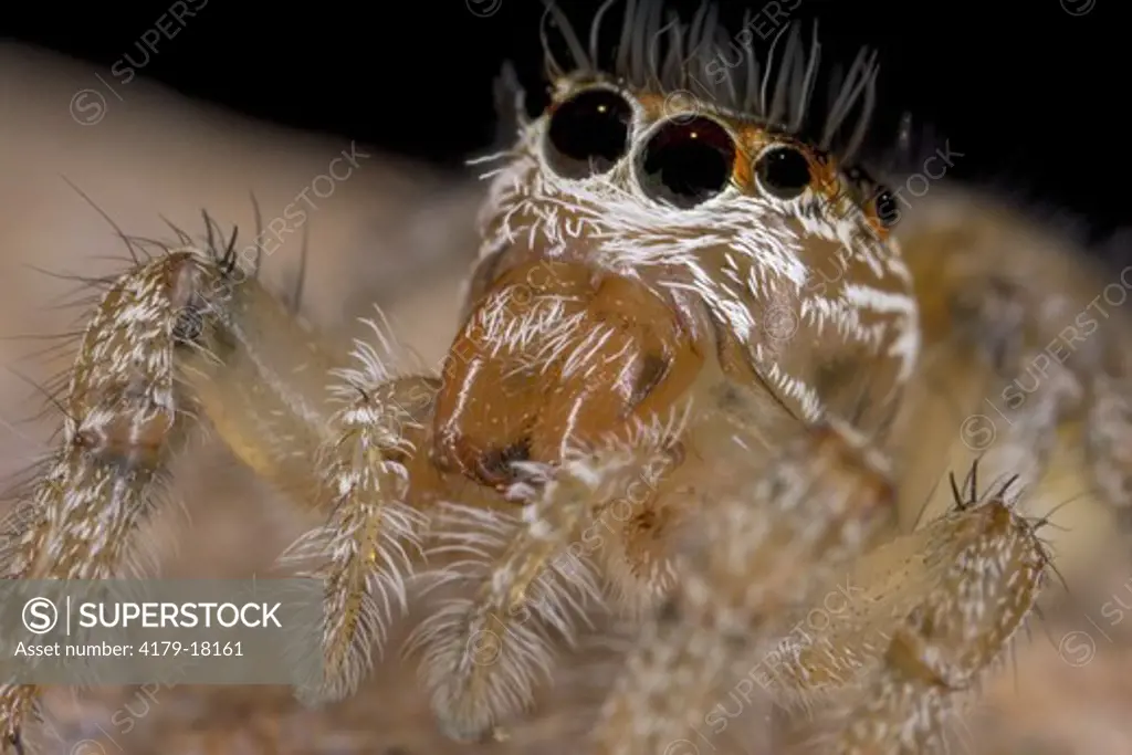 Jumping Spider (Thiodina hespera) western United States
