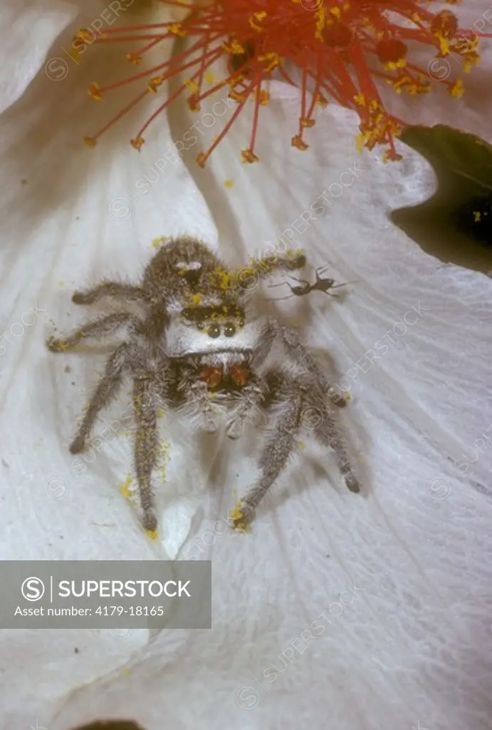 Jumping Spider Sprinkled w/Pollen from Hibiscus Blossom/Florida Keys