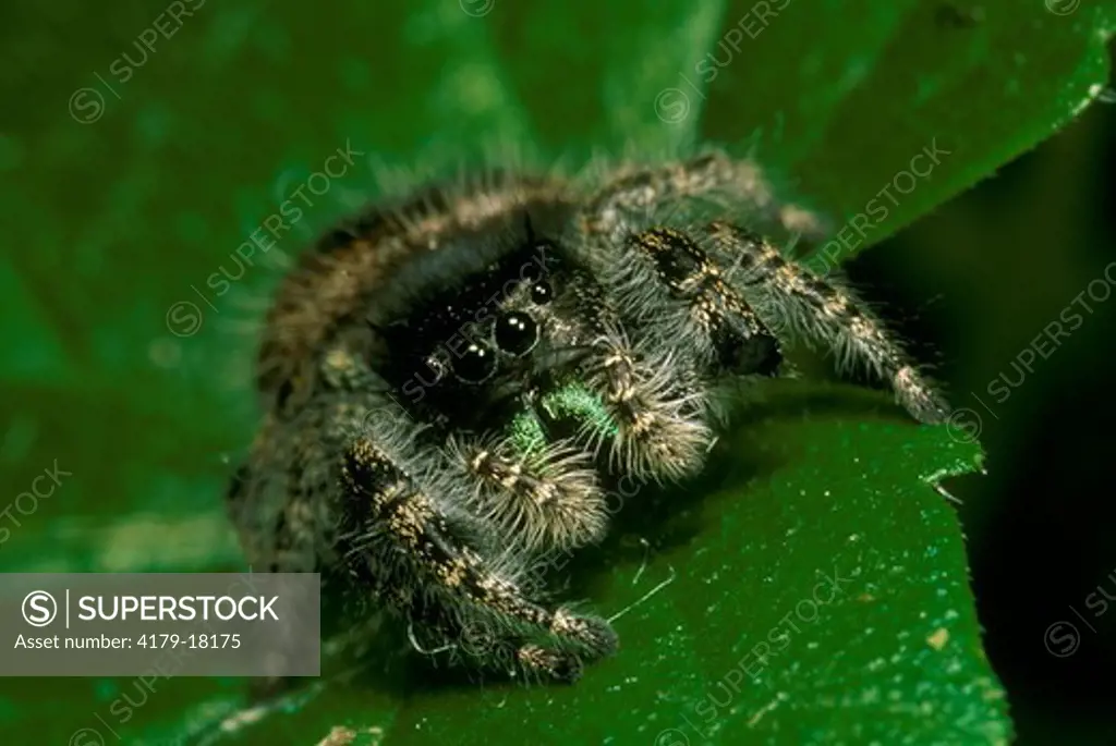 Jumping Spider (Phidippus nudax), Ithaca, NY