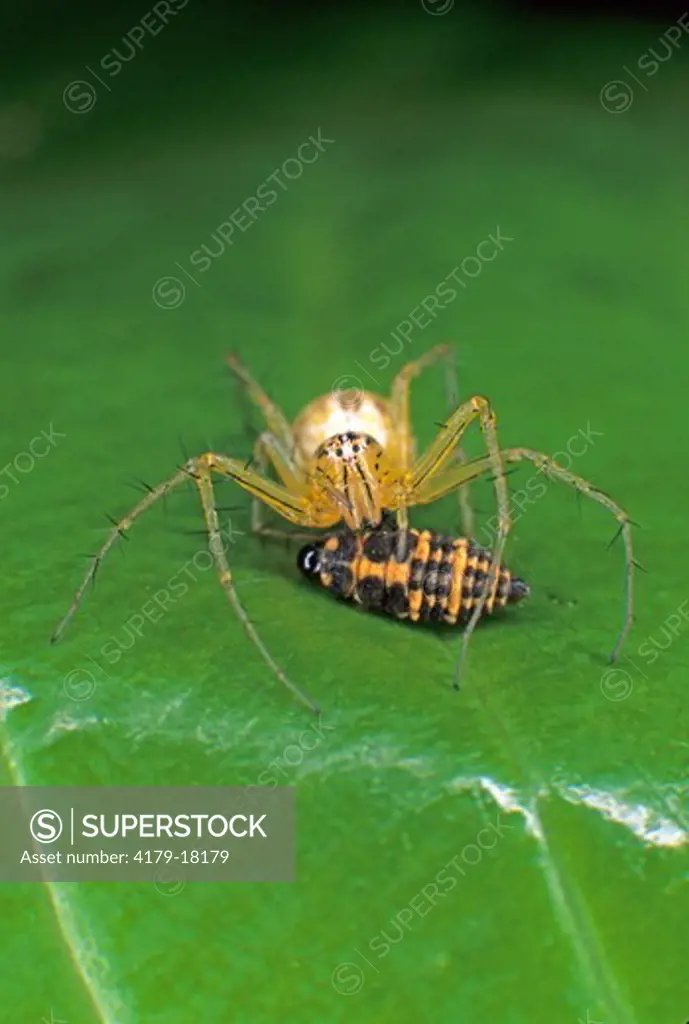 Lynx Spider with Ladybug larva prey