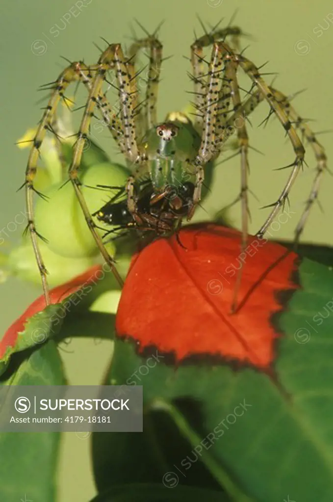 Green Lynx Spider (Peucetia viridans) with Fly Prey, Florida