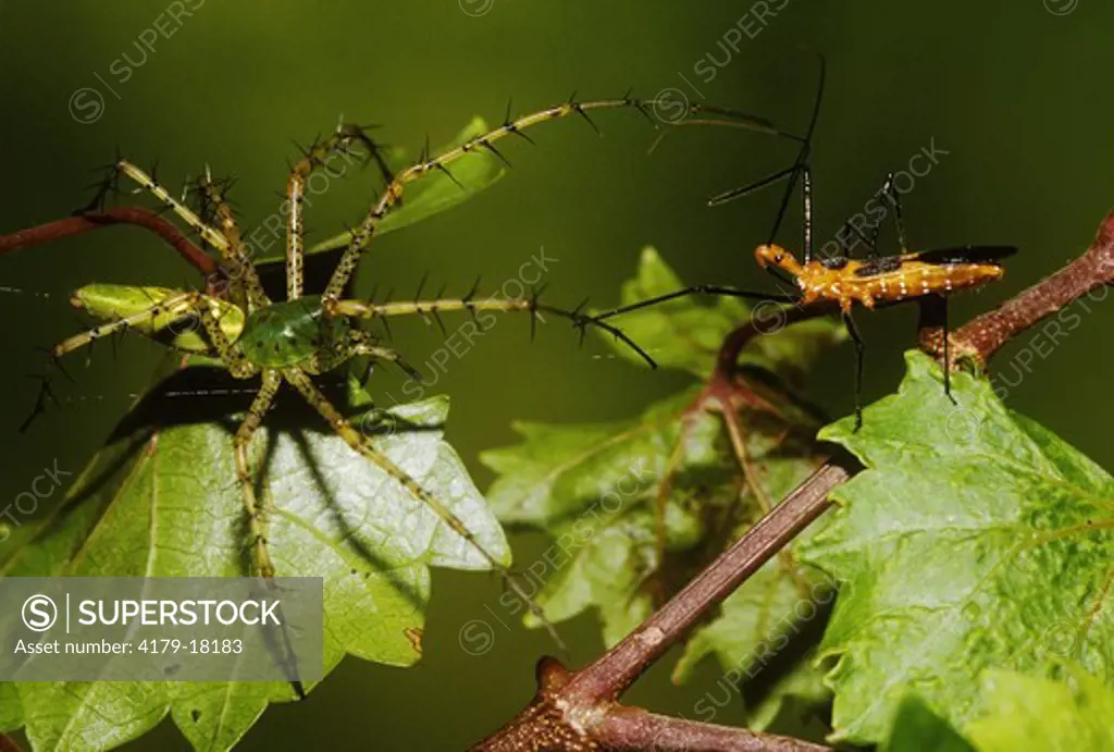 Green Lynx Spider (Peucetia viridans) stalking Beer Assassin Prey, Florida