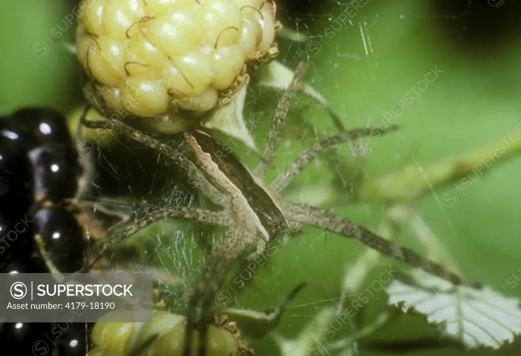 Nursery Web Spider (Pisaurina mira)