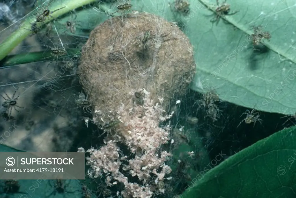 Nursery Web Spiders Hatching from Egg Sack Family: Pisauridae