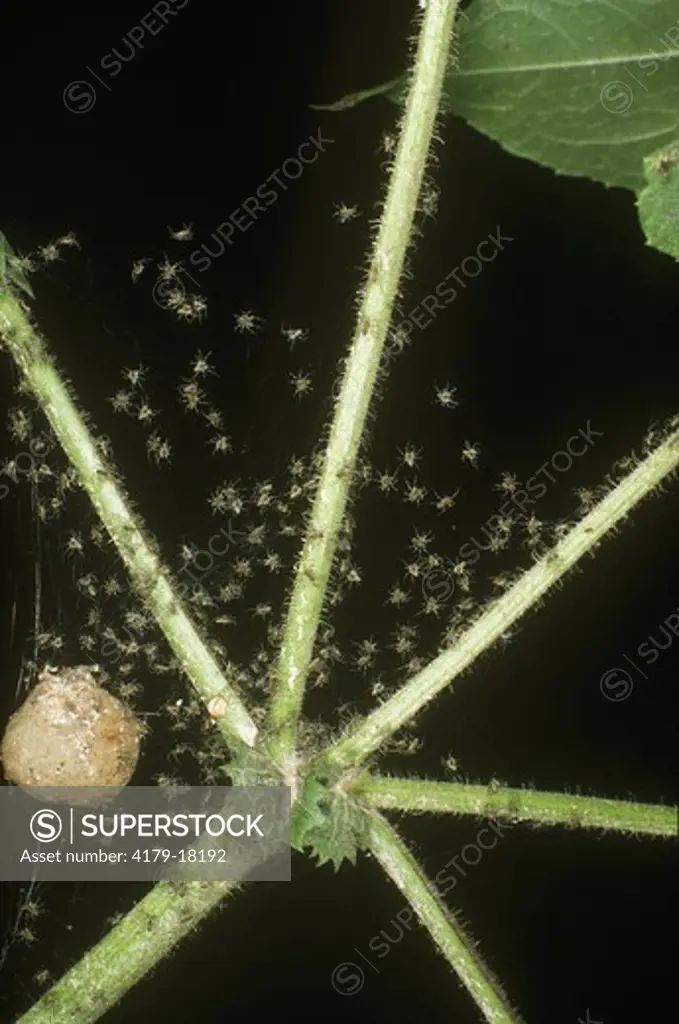 Baby Nursery Web Spiders and Egg Sac (Pisaurina mira)
