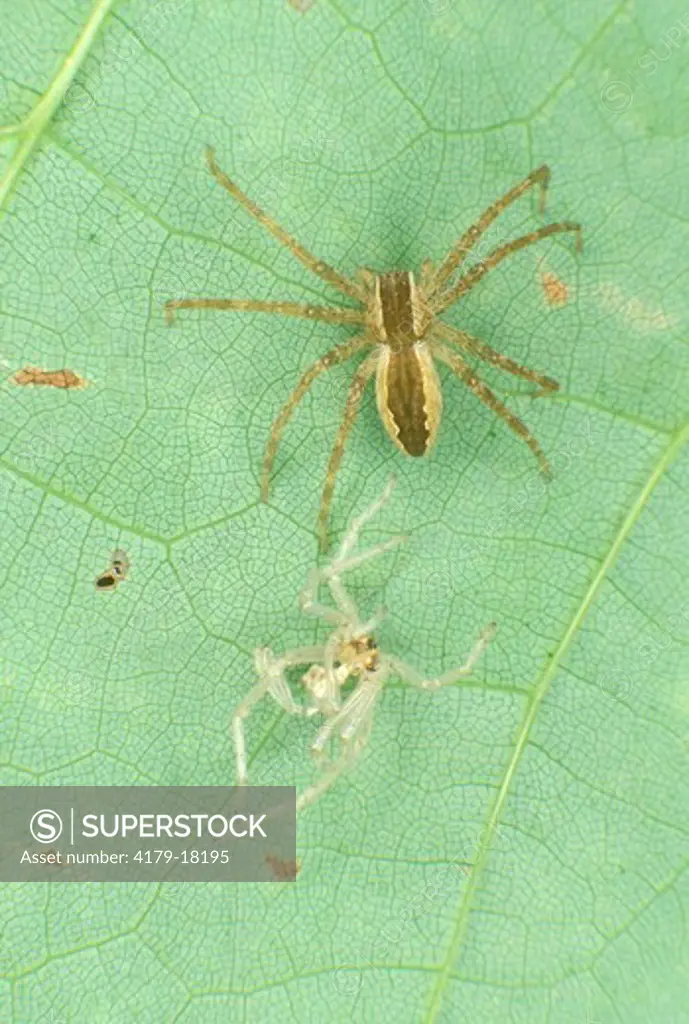 Nursery Web Spider shed Skin (Pisaurina mira)