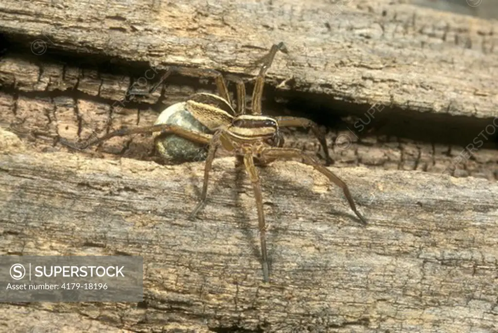 Nursery Web Spider with Egg Case (Pisaurina mira) New Jersey