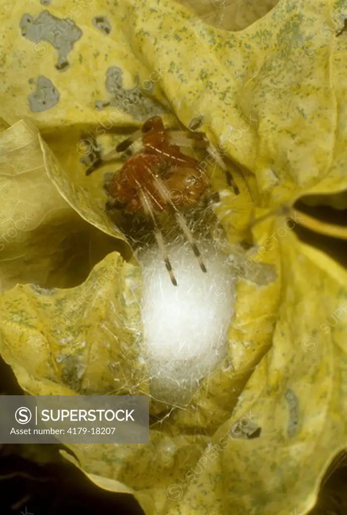 Orb Weaving Spider with Egg Sack (Neoscona arabesca)