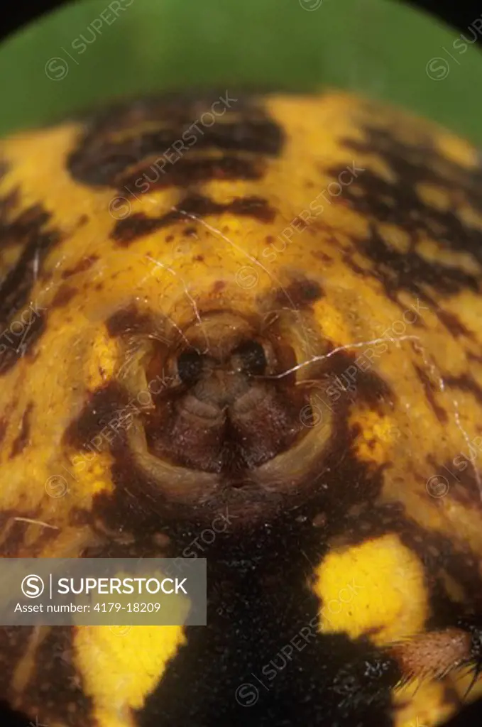 Marbled Orb Weaver (Araneus marmoreus) Spinerets (making web)