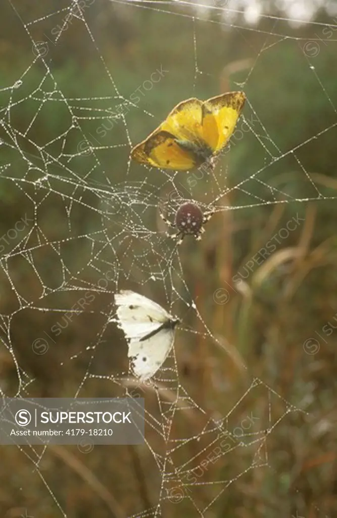 Shamrock Orbweaver Spider with Butterflies in Web (Araneus trifolium)
