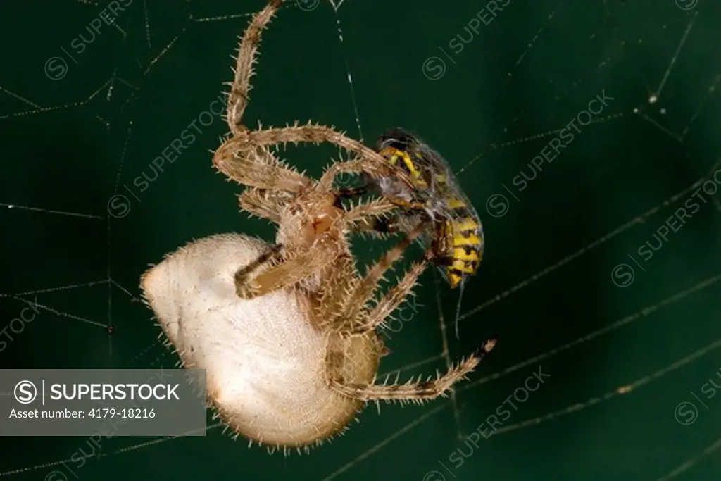 Jeweled Orbweaver Spider (Araneus gemma) capturing a yellowjacket in web. Billings, MT