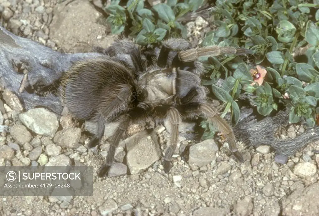 Desert Tarantula (Aphomopelma chalcodes), AZ