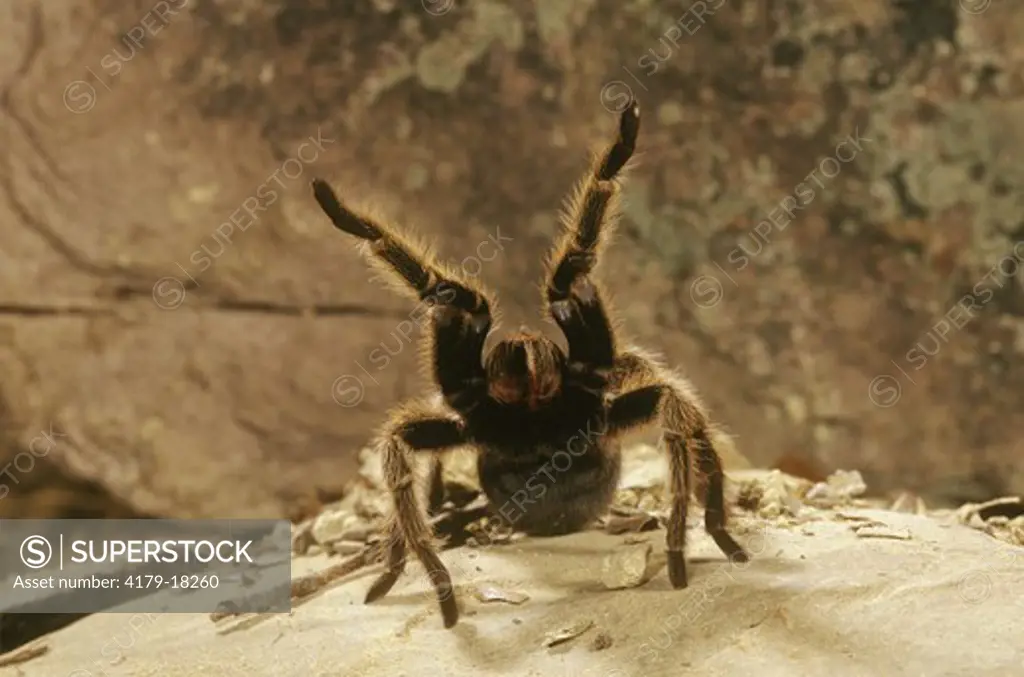 Texas Hairy Tarantula (Aphonopelma sp) Defense Pose - SW USA