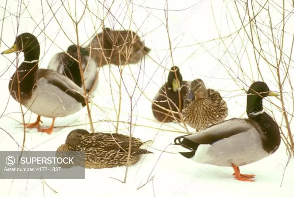 Mallard Ducks on snow (Anas playrhynchos) upstate NY