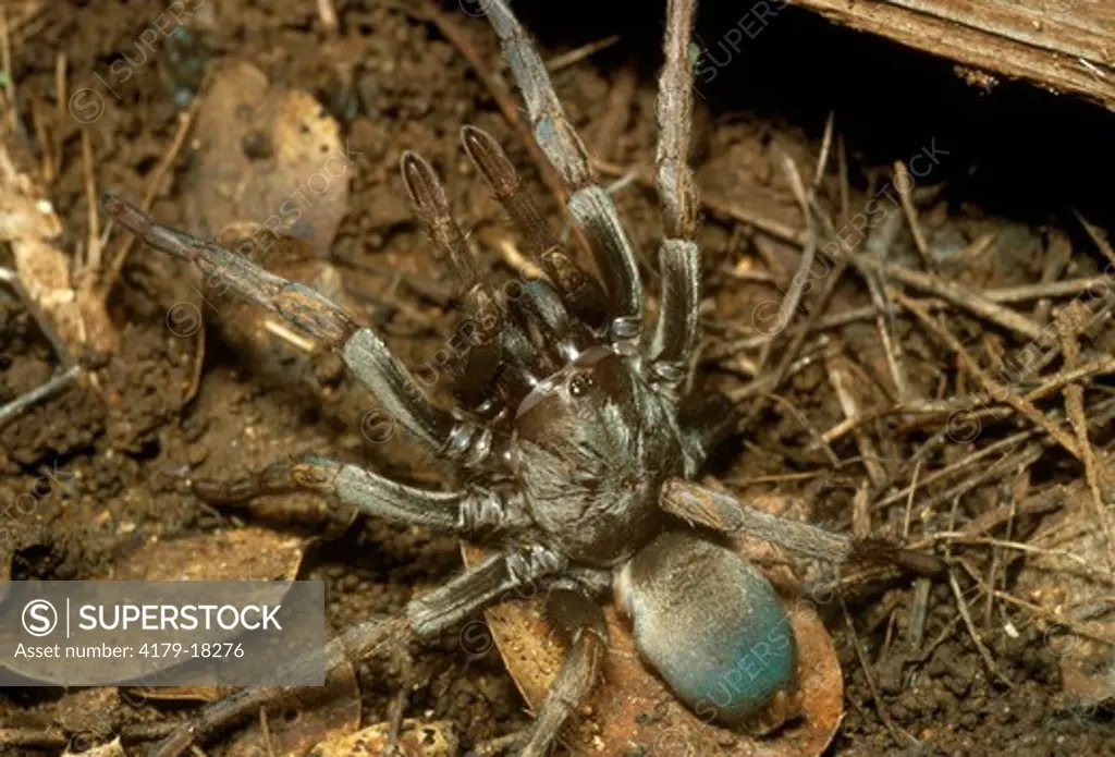 Bird Spider Tarantula aka Hairy Mygalamorph - CA Eldorado Co. - Theraphosidae Defense Posture