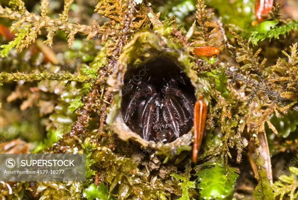 Trapdoor Spider in burrow, Chimney Tops Trail, GSMNP, TN , GSMNP, TN, Tennessee